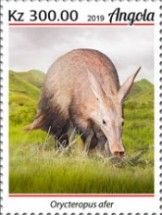 Aardvark (Orycteropus afer)