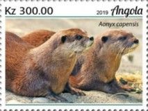 African Clawless Otter (Aonyx capensis)