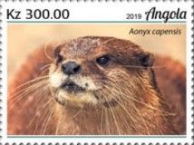African Clawless Otter (Aonyx capensis)