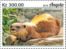 African Clawless Otter (Aonyx capensis)