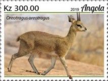 Klipspringer (Oreotragus oreotragus)