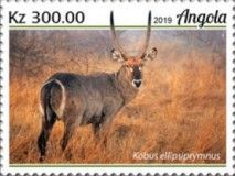 Waterbuck (Kobus ellipsiprymnus)
