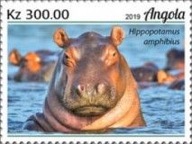 Common Hippopotamus (Hippopotamus amphibius)
