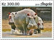Common Hippopotamus (Hippopotamus amphibius)