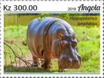 Common Hippopotamus (Hippopotamus amphibius)