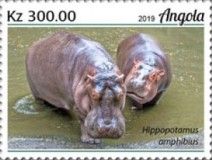 Common Hippopotamus (Hippopotamus amphibius)