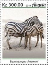 Chapman's Zebra (Equus quagga chapmani)