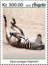 Chapman's Zebra (Equus quagga chapmani)