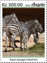 Chapman's Zebra (Equus quagga chapmani)