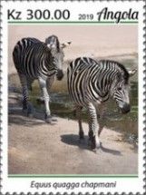 Chapman's Zebra (Equus quagga chapmani)