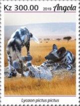 African Wild Dog (Lycaon pictus)