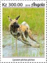 African Wild Dog (Lycaon pictus)