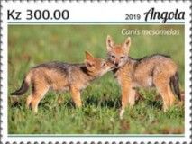 Black Backed Jackal (Canis mesomelas)