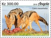 Black Backed Jackal (Canis mesomelas)