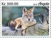 Black Backed Jackal (Canis mesomelas)