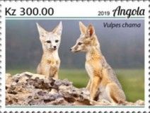 Cape Fox (Vulpes chama)