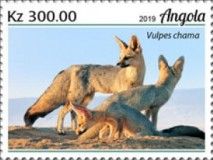 Cape Fox (Vulpes chama)