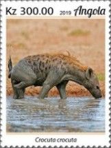 Spotted Hyaena (Crocuta crocuta)