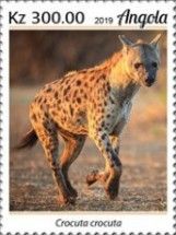 Spotted Hyaena (Crocuta crocuta)