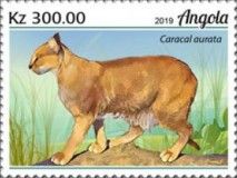 African Golden Cat (Caracal aurata)