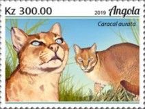 African Golden Cat (Caracal aurata)