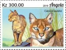 African Golden Cat (Caracal aurata)