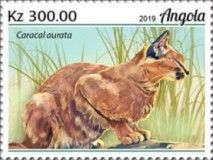 African Golden Cat (Caracal aurata)