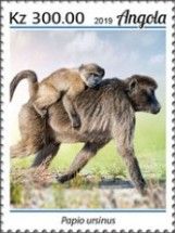 Chacma Baboon (Papio ursinus)
