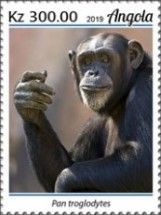 Chimpanzee (Pan troglodytes)