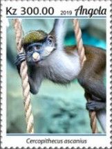Red-tailed Monkey (Cercopithecus ascanius)