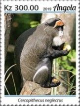 De Brazza's Monkey (Cercopithecus neglectus)