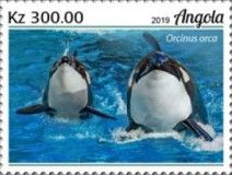 Killer Whale (Orcinus orca)