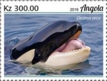 Killer Whale (Orcinus orca)