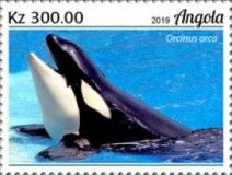 Killer Whale (Orcinus orca)