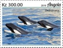 Killer Whale (Orcinus orca)