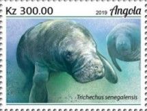 Manatee (Trichechus senegalensis)