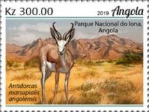 Springbok (Antidorcas marsupialis angolensis)