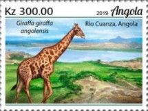 Giraffe (Giraffa giraffa angolensis)