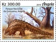 Ground Pangolin (Smutsia temminckii)