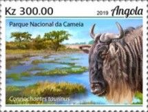 Blue Wildebeest (Connochaetes taurinus)