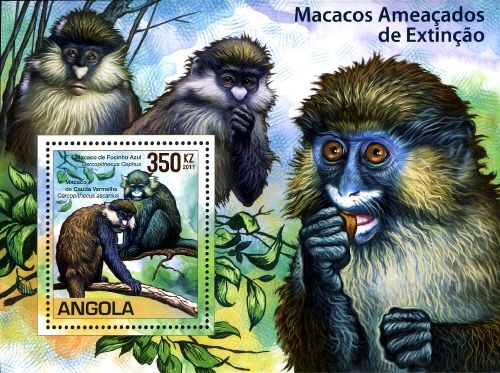 Moustached guenon & Red-tailed guenon
