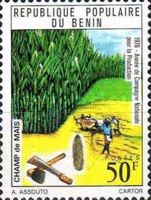 Maize