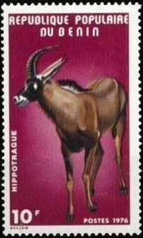 Roan Antelope (Hippotragus equinus)