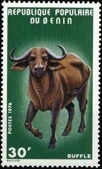 African Forest Buffalo (Syncerus caffer nanus)