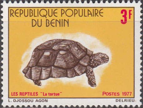 Indian Star Tortoise (Geochelone elegans)