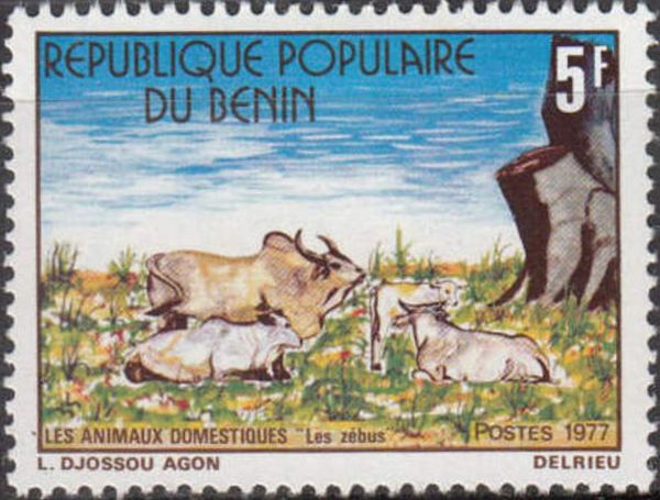 Cattle (Bos primigenius indicus)