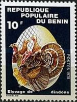 Raising Turkeys