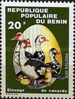 Raising Ducks