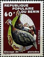Raising Helmeted Guineafowl (Numida meleagris)