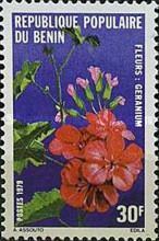 Geranium